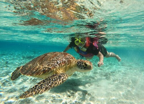 Turtles & Dugoung Snorkeling Trip Marsa Alam