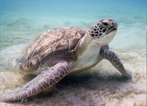 Abu Dabbab - Swimming with turtles