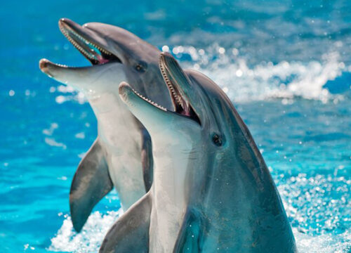 Dolphin Swimming - Hurghada