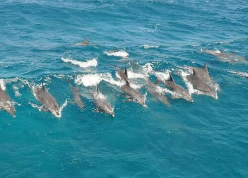 Dolphin tour with private speedboat