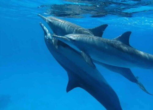 Snorkeling trip at Sataya Dolphin Reef in Marsa Alam