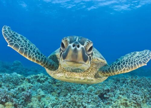 Snorkeling trip from Marsa Alam to Marsa Mubarak