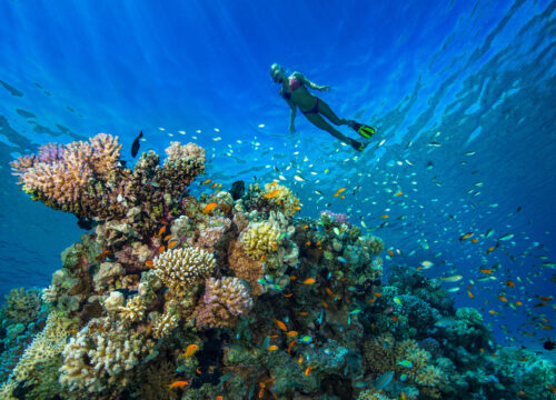 Intro Diving - Diving for Beginners